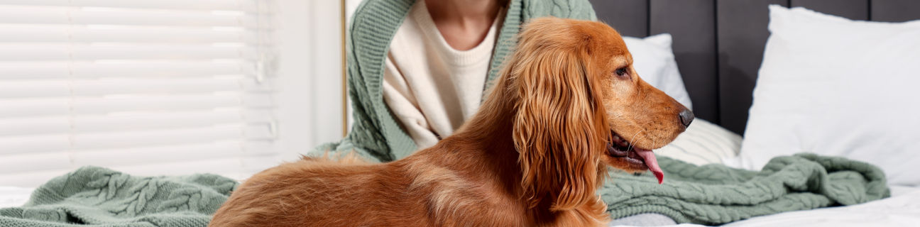 Accommodation search