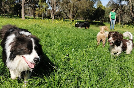 Get Your Dog Walking