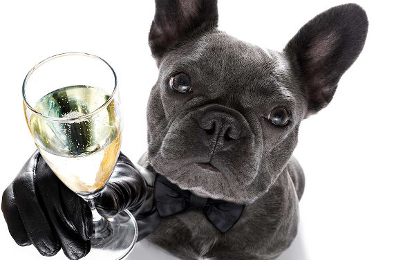 Pooches & Pinot