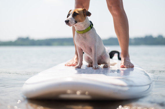 SUPs for Pups