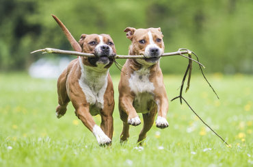 Dog friendly tours & activities