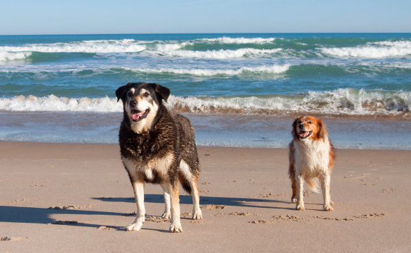 Dogs on beach