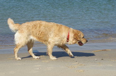 Dogs On Holidays Dog Friendly Accommodation Victoria Australia