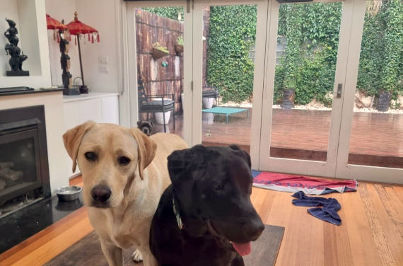 PetStays Melbourne