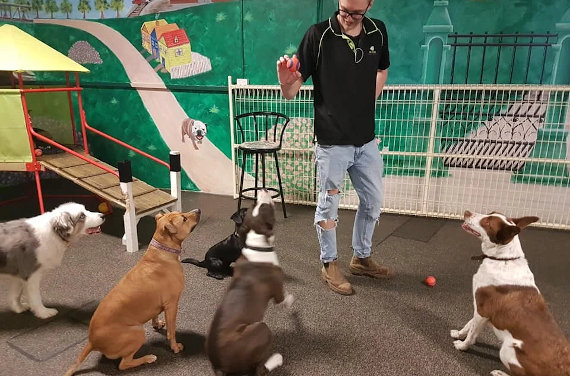 K9 Zone
