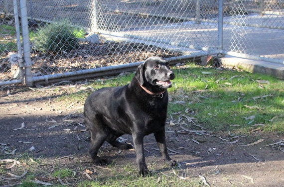 Beechworth Pet Hotel