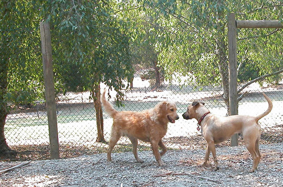 Alpha Boarding Kennels