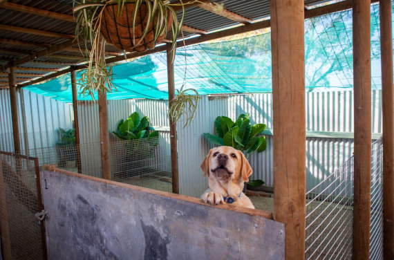 Dog boarding kennels & day care in Horsham - Dogs On Holidays: dog friendly  accommodation, Victoria Australia