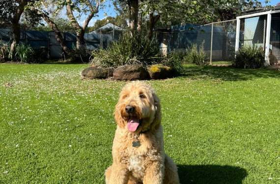 Port Fairy Boarding Kennels