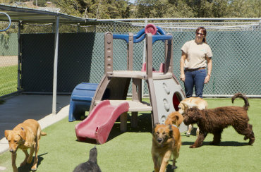 Dog boarding kennels & day care