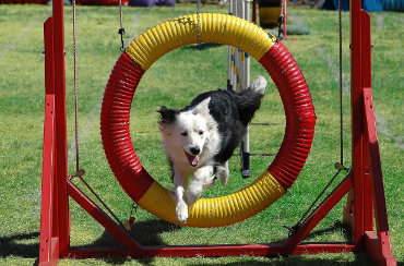 Dog events