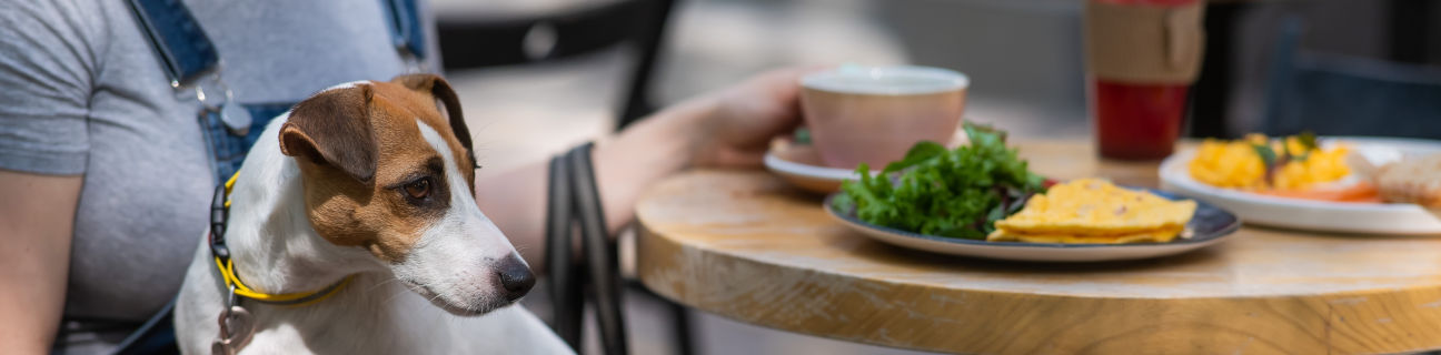 Dog friendly restaurants & cafes