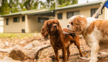 Beechworth Lake Sambell Caravan Park