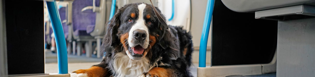 Dogs on public transport