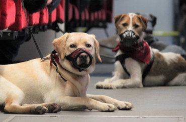 Dogs on public transport