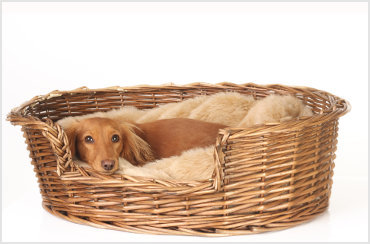 Staying with your dog