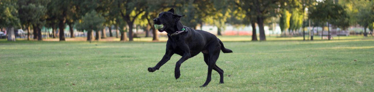 Off-leash dog parks