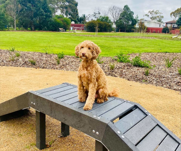Wishart Reserve dog off-leash park