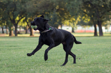 Off lead dogs parks