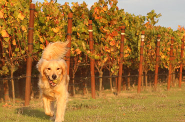 Dog friendly wineries